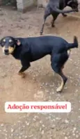 Bidu