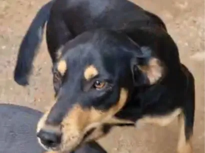 Cachorro raça SRD-ViraLata idade 1 ano nome Bidu