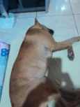 Paçoca
