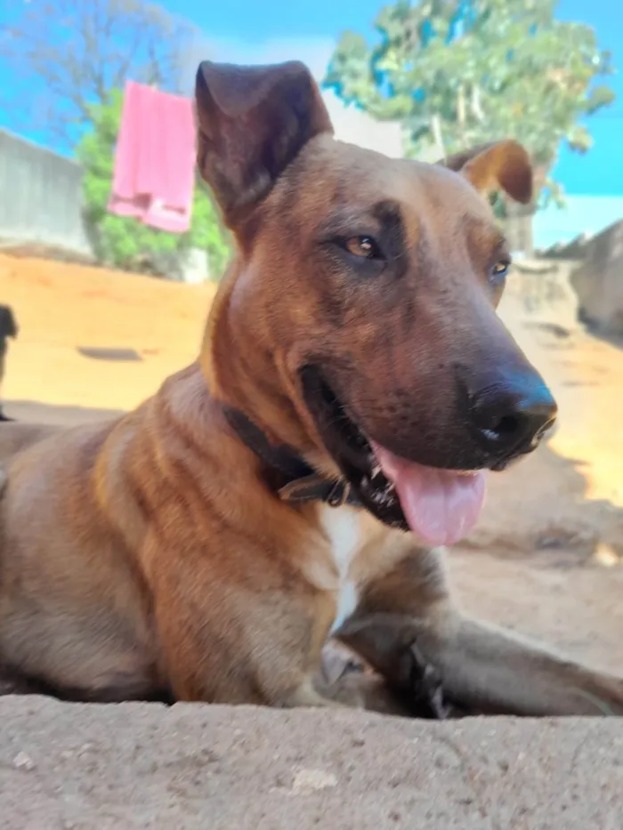 Cachorro ra a SRD-ViraLata idade 1 ano nome Paçoca 