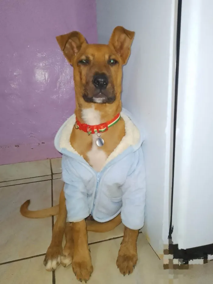 Cachorro ra a SRD-ViraLata idade 1 ano nome Paçoca 