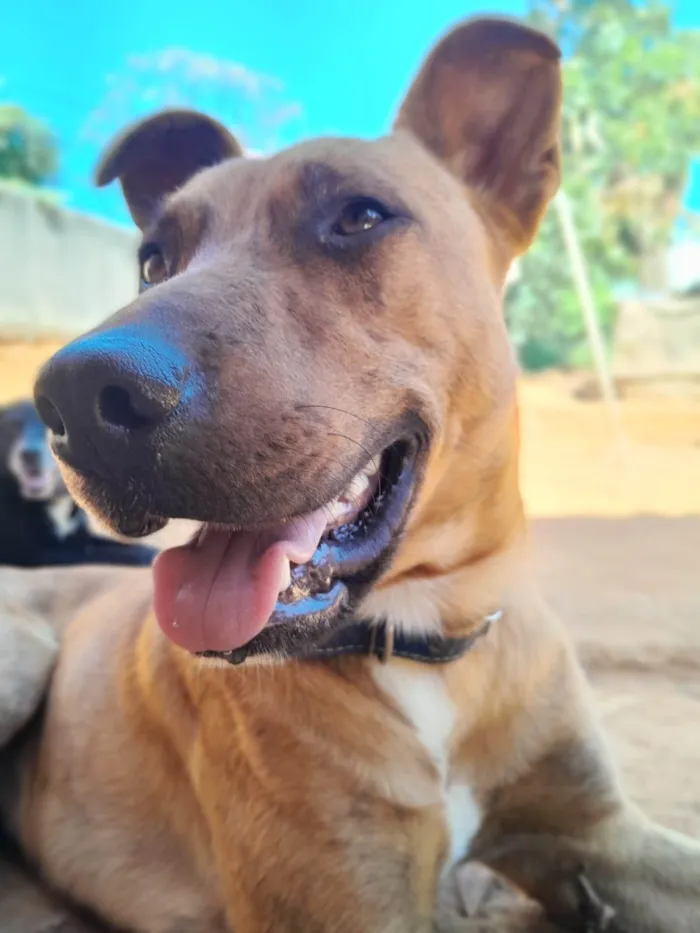 Cachorro ra a SRD-ViraLata idade 1 ano nome Paçoca 