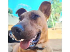 Cachorro raça SRD-ViraLata idade 1 ano nome Paçoca 