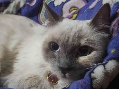 Gato raça SRD-ViraLata idade 1 ano nome Ice