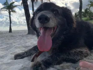 Cachorro raça SRD-ViraLata idade 4 anos nome Romeu