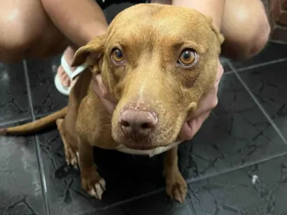 Cachorro raça SRD-ViraLata idade 2 a 6 meses nome Pablo 