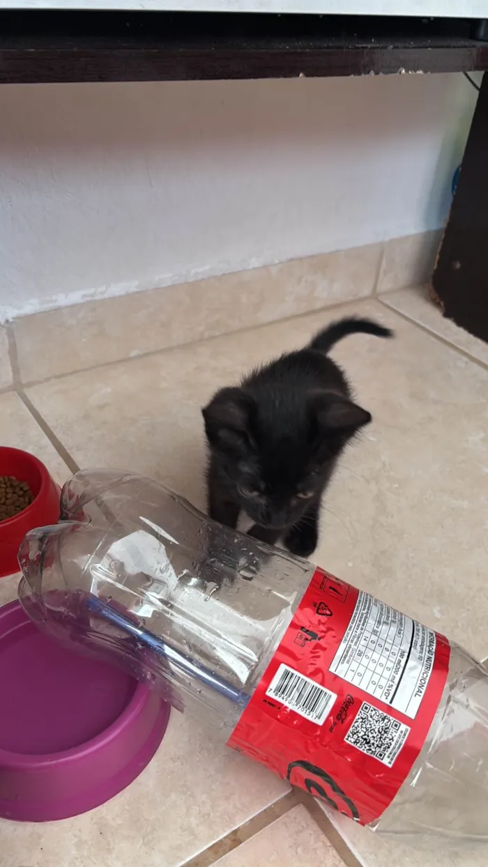 Gato ra a SRD-ViraLata idade Abaixo de 2 meses nome Luna