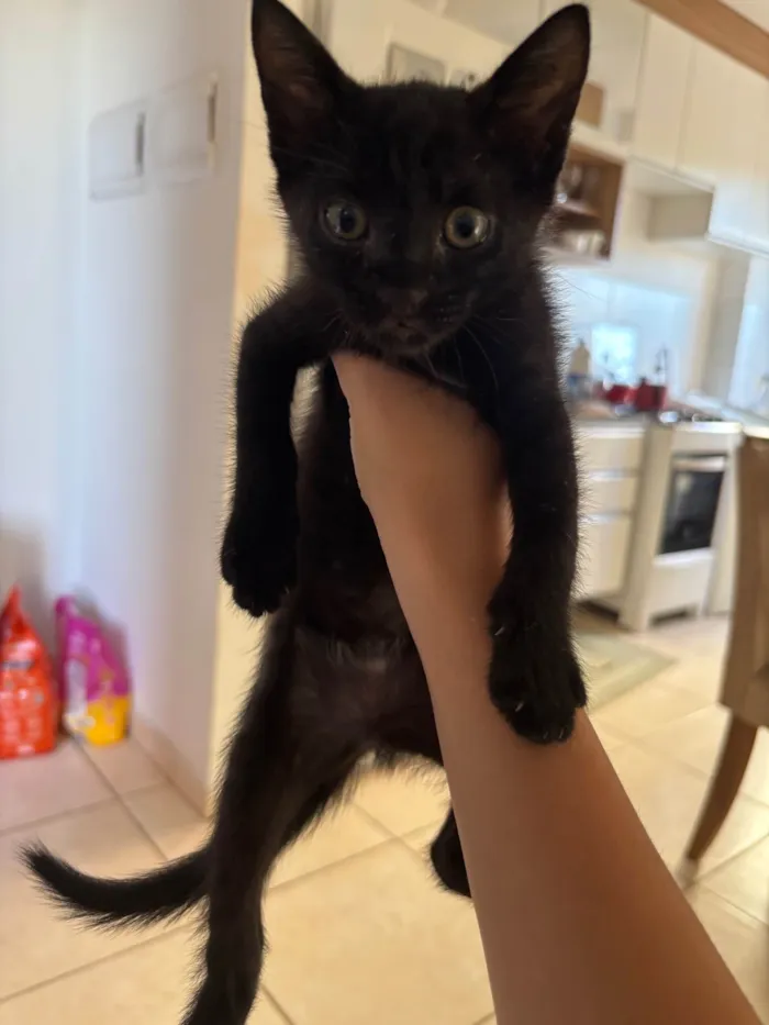 Gato ra a SRD-ViraLata idade Abaixo de 2 meses nome Luna