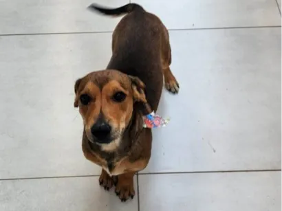 Cachorro raça SRD-ViraLata idade 2 anos nome Caramelo