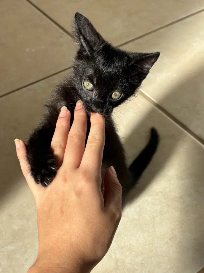 Gato ra a SRD-ViraLata idade Abaixo de 2 meses nome Luna
