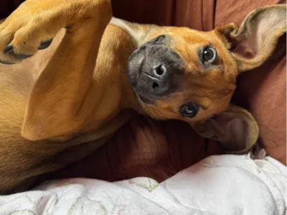 Cachorro raça SRD-ViraLata idade 2 a 6 meses nome Catarina (optativa)