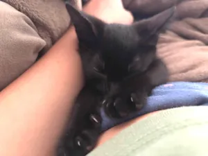 Gato raça SRD-ViraLata idade Abaixo de 2 meses nome Luna