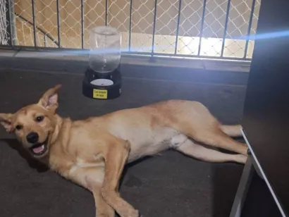 Cachorro raça SRD-ViraLata idade 1 ano nome Ricardo