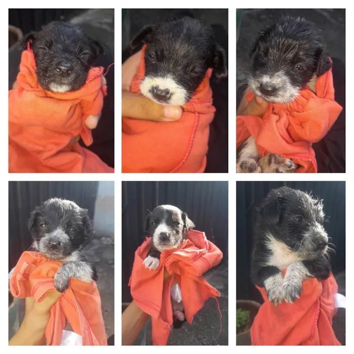 Cachorro ra a SRD-ViraLata idade Abaixo de 2 meses nome Safira e filhotes 