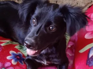 Cachorro raça SRD-ViraLata idade Abaixo de 2 meses nome Safira e filhotes 