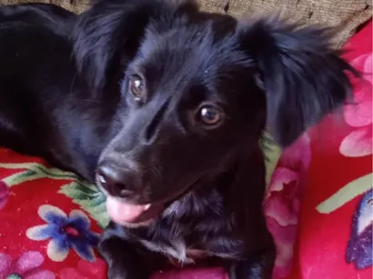 Cachorro raça SRD-ViraLata idade Abaixo de 2 meses nome Safira e filhotes 