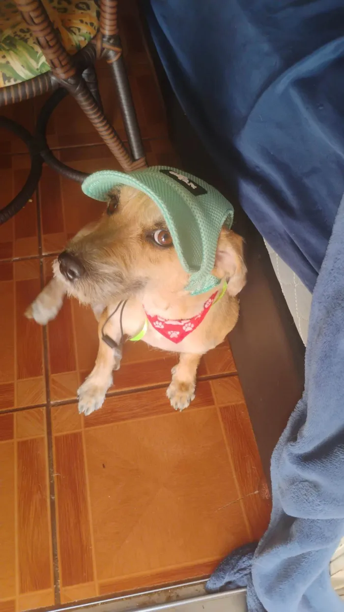 Cachorro ra a SRD-ViraLata idade 2 anos nome Midas