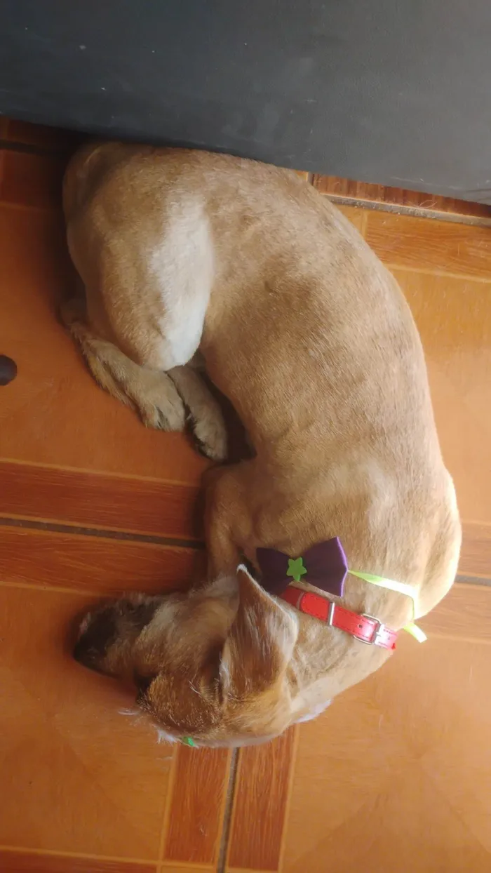 Cachorro ra a SRD-ViraLata idade 2 anos nome Midas