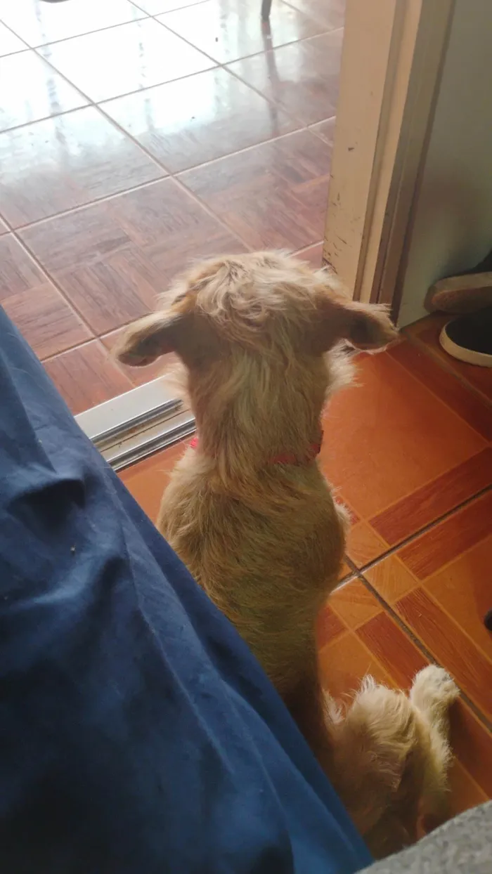 Cachorro ra a SRD-ViraLata idade 2 anos nome Midas