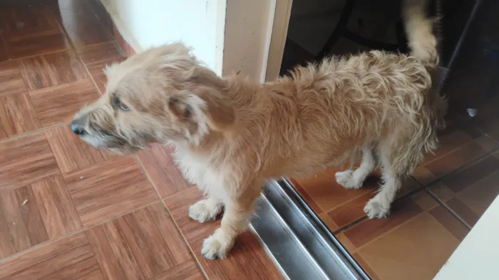 Cachorro ra a SRD-ViraLata idade 2 anos nome Midas
