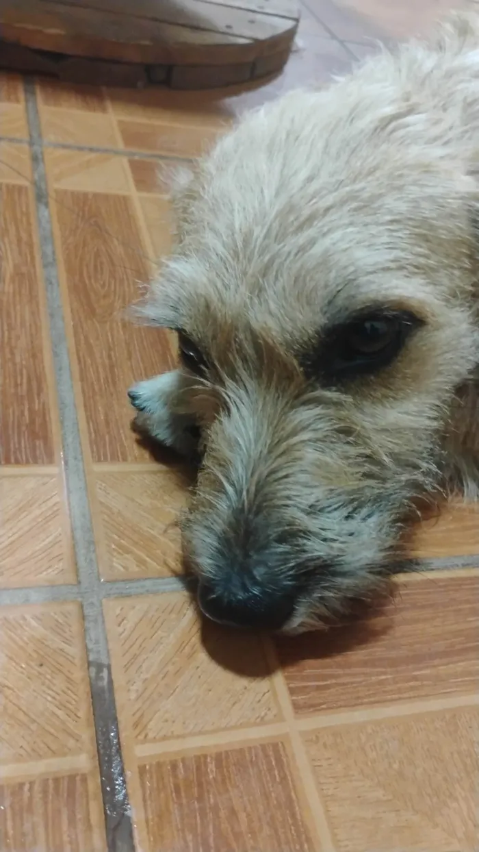 Cachorro ra a SRD-ViraLata idade 2 anos nome Midas