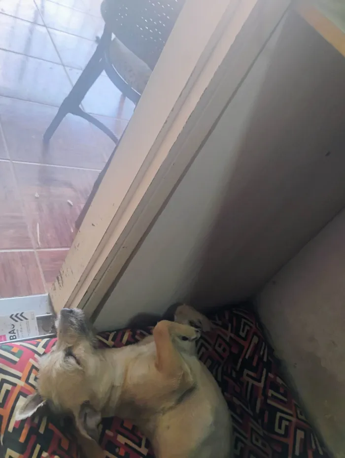 Cachorro ra a SRD-ViraLata idade 2 anos nome Midas