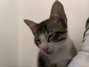 Gato raça SRD-ViraLata idade 2 a 6 meses nome Vênus