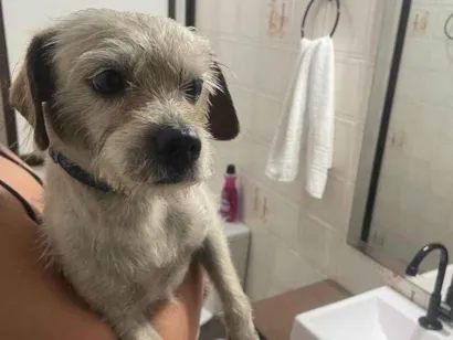 Cachorro raça Lhasa Apso idade 2 anos nome Não sabemos o nome dele