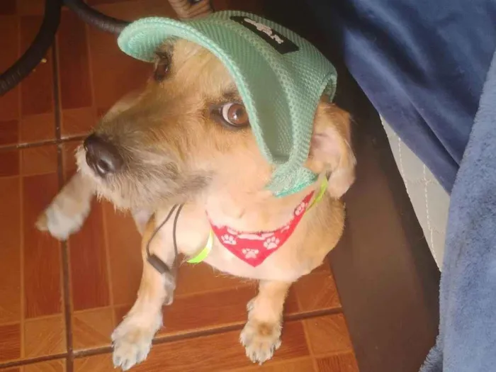 Cachorro ra a SRD-ViraLata idade 2 anos nome Midas