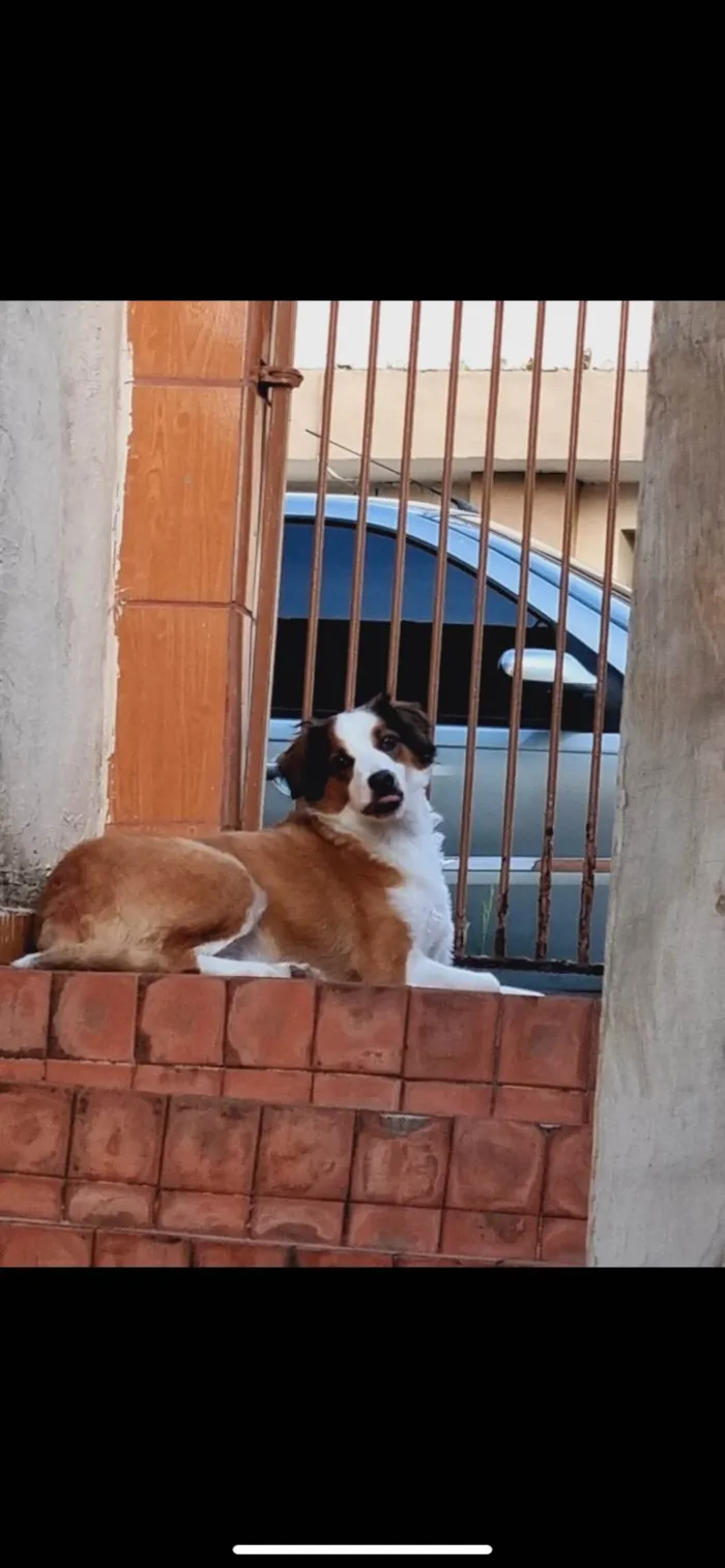 Cachorro ra a SRD-ViraLata idade 5 anos nome Theo