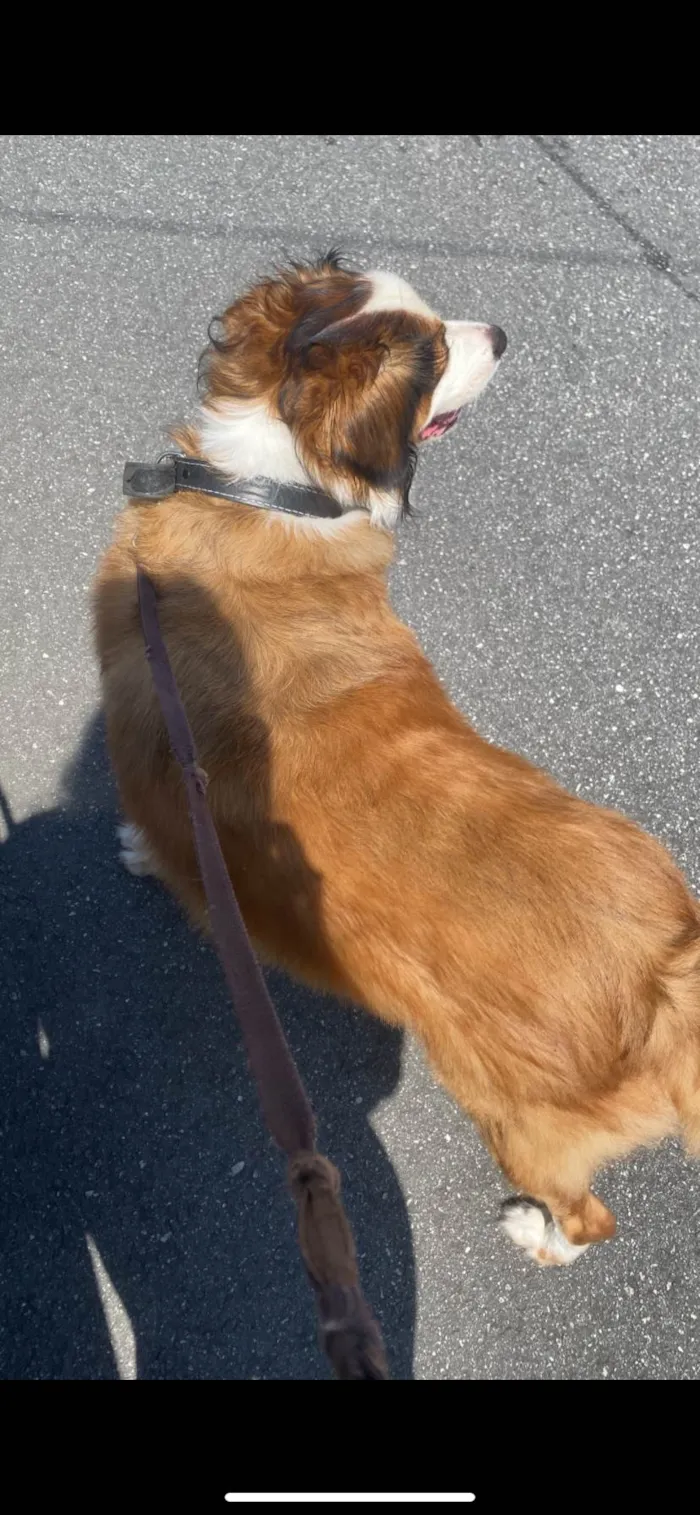 Cachorro ra a SRD-ViraLata idade 5 anos nome Theo