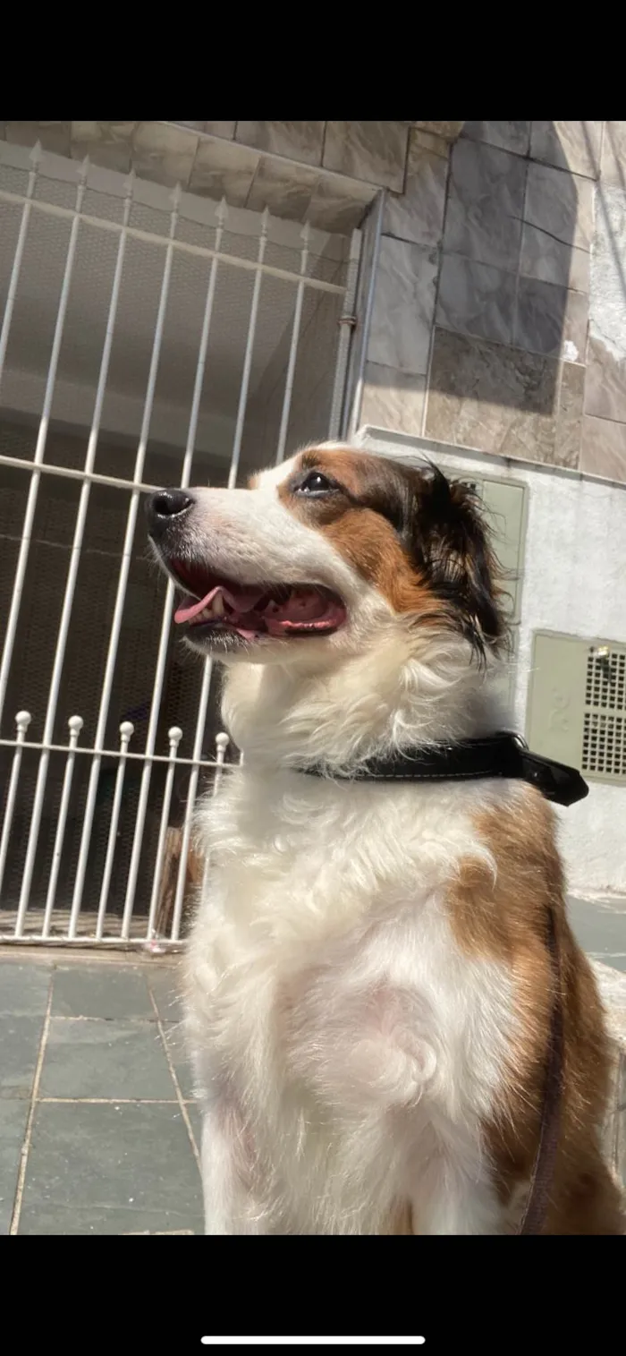 Cachorro ra a SRD-ViraLata idade 5 anos nome Theo