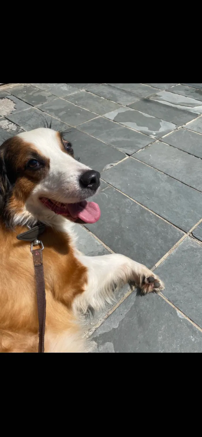 Cachorro ra a SRD-ViraLata idade 5 anos nome Theo