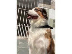 Cachorro raça SRD-ViraLata idade 5 anos nome Theo