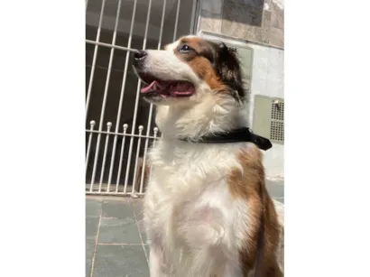 Cachorro raça SRD-ViraLata idade 5 anos nome Theo