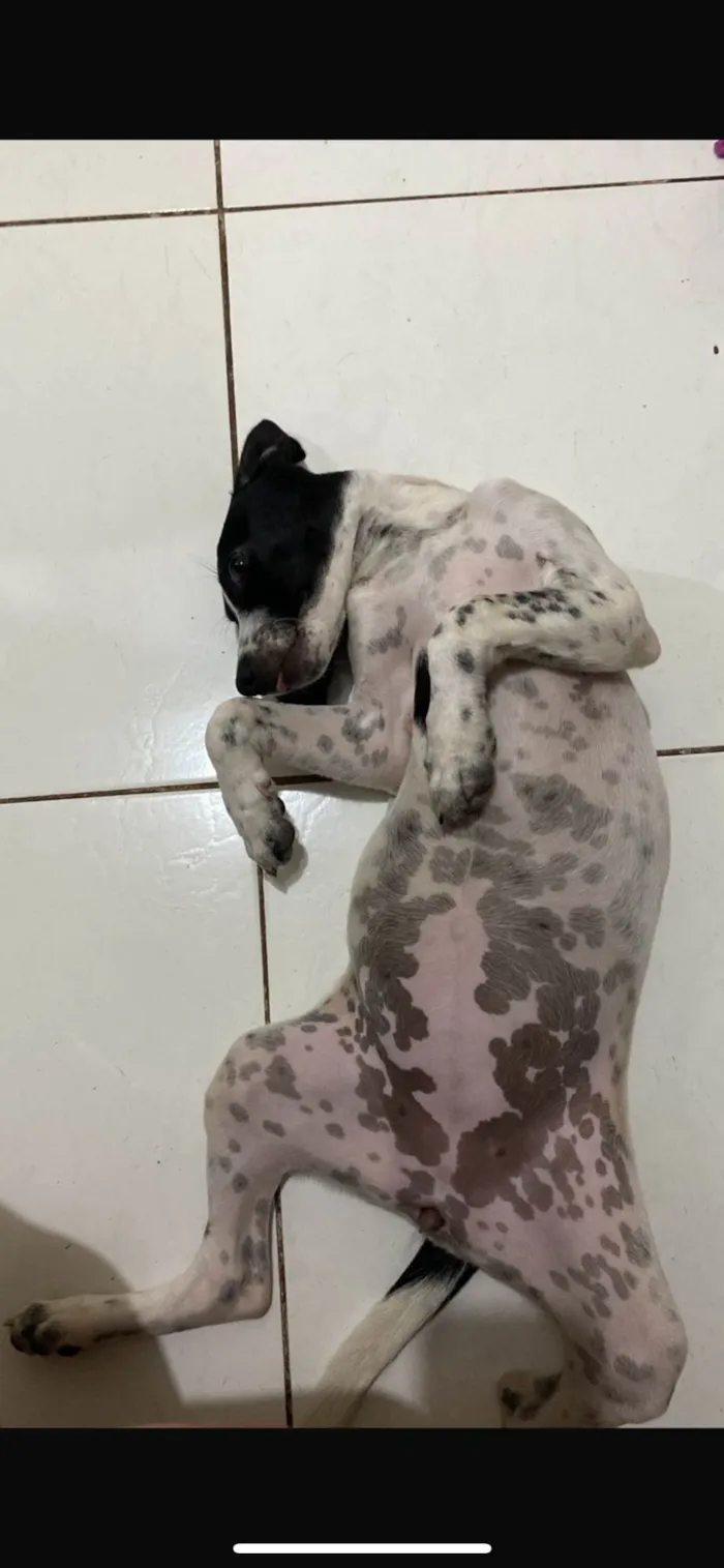 Cachorro ra a SRD-ViraLata idade 2 a 6 meses nome Luna
