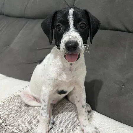 Cachorro ra a SRD-ViraLata idade 2 a 6 meses nome Luna