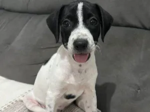 Cachorro raça SRD-ViraLata idade 2 a 6 meses nome Luna