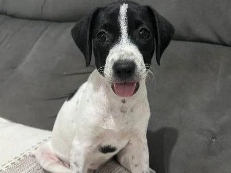 Cachorro ra a SRD-ViraLata idade 2 a 6 meses nome Luna