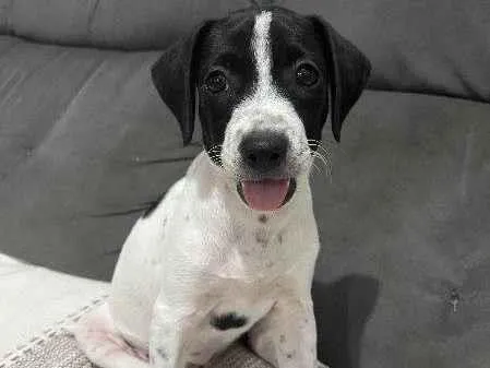 Cachorro ra a SRD-ViraLata idade 2 a 6 meses nome Luna