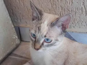 Gato raça SRD-ViraLata idade 7 a 11 meses nome EMy