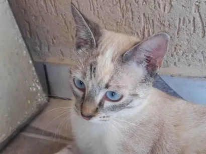 Gato raça SRD-ViraLata idade 7 a 11 meses nome EMy
