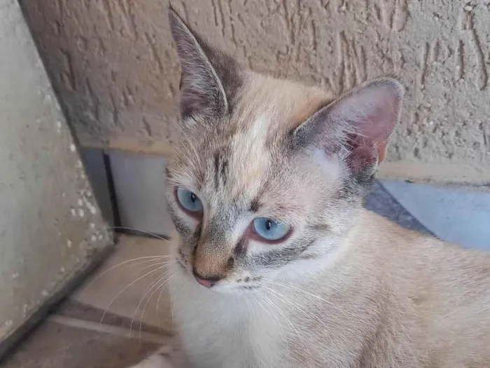 Gato ra a SRD-ViraLata idade 7 a 11 meses nome EMy