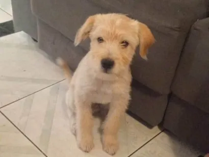 Cachorro raça SRD-ViraLata idade 2 a 6 meses nome Caramelo