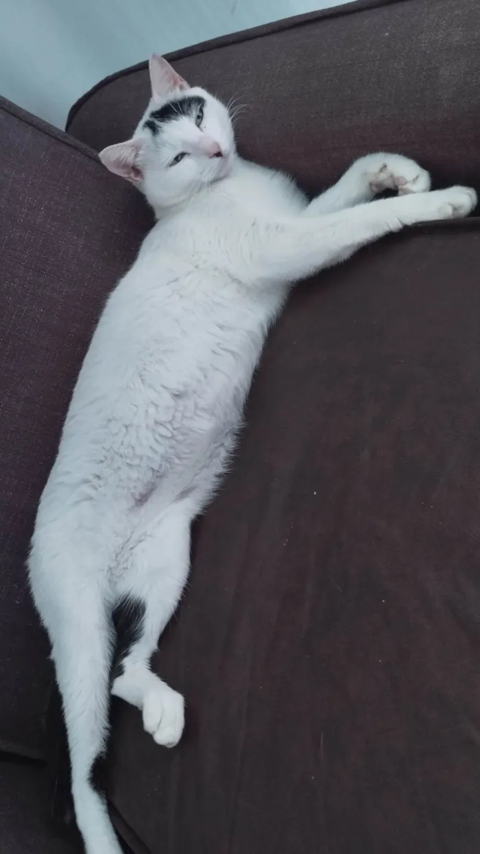 Gato ra a SRD-ViraLata idade 3 anos nome Soraia 