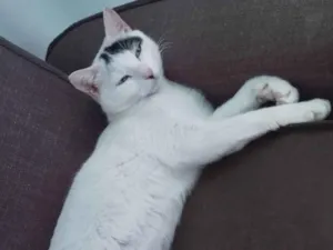 Gato raça SRD-ViraLata idade 3 anos nome Soraia 