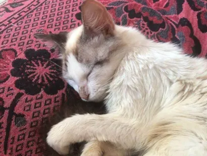 Gato raça SRD-ViraLata idade 7 a 11 meses nome Gatos Urgente
