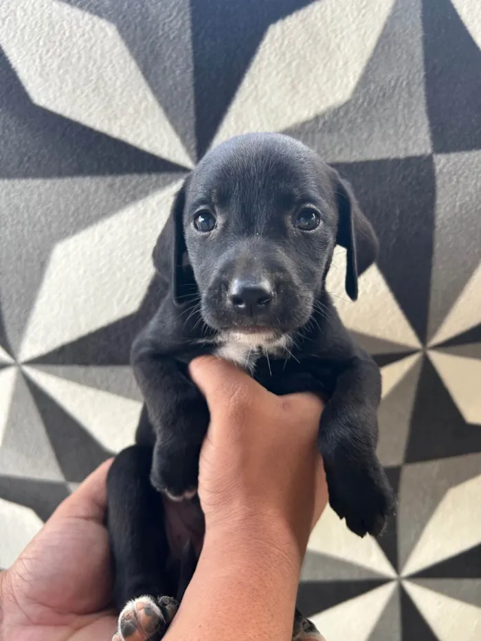 Cachorro ra a SRD-ViraLata idade 2 a 6 meses nome Luna