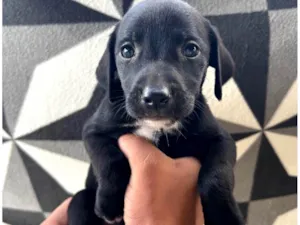 Cachorro raça SRD-ViraLata idade 2 a 6 meses nome Luna