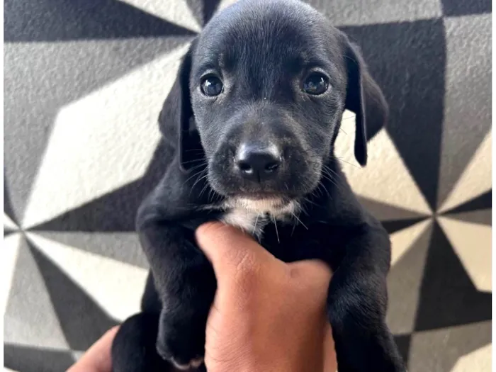 Cachorro ra a SRD-ViraLata idade 2 a 6 meses nome Luna